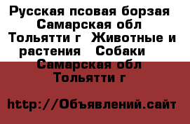 Русская псовая борзая - Самарская обл., Тольятти г. Животные и растения » Собаки   . Самарская обл.,Тольятти г.